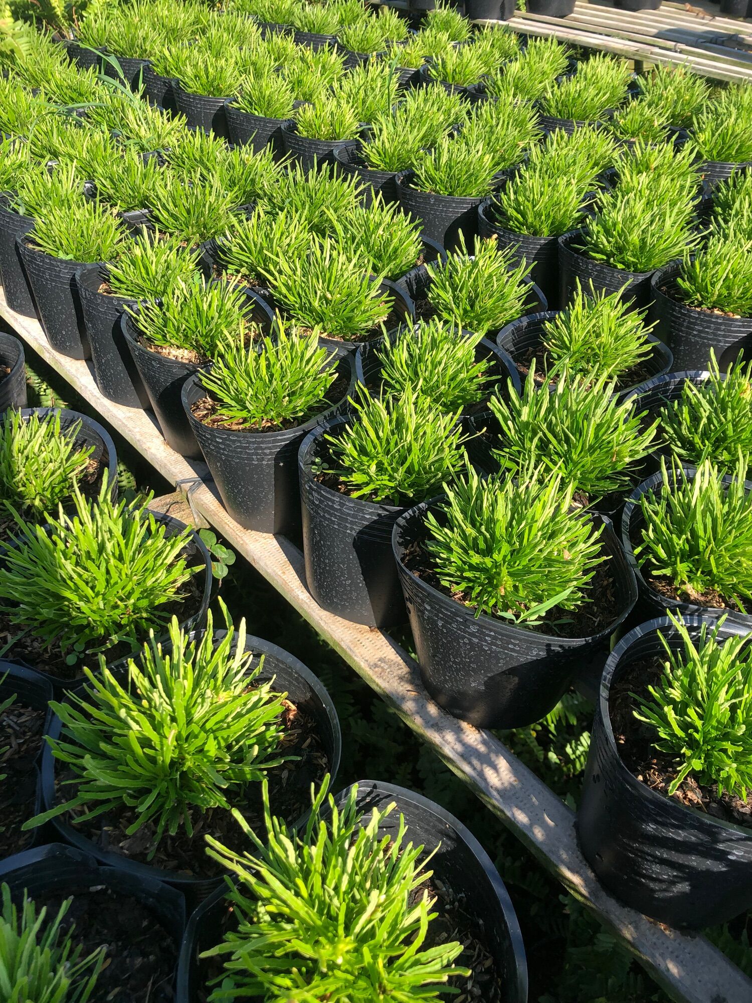 Cây cỏ mây