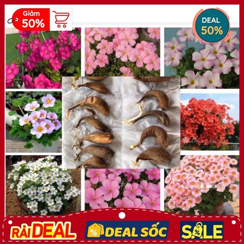củ hoa oxalis (combo 5 củ)