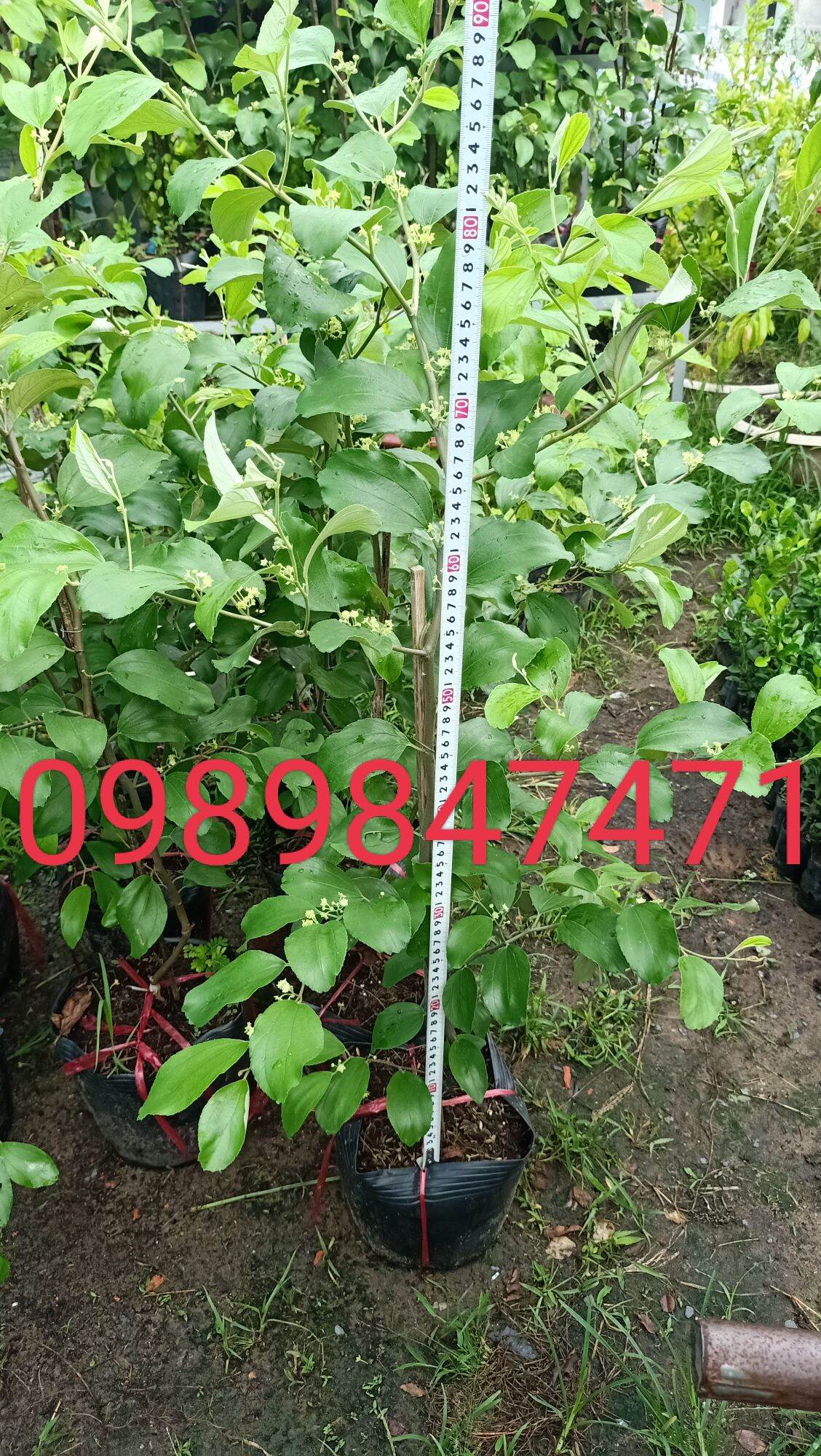 Combo 2 cây táo thái đang ra hoa