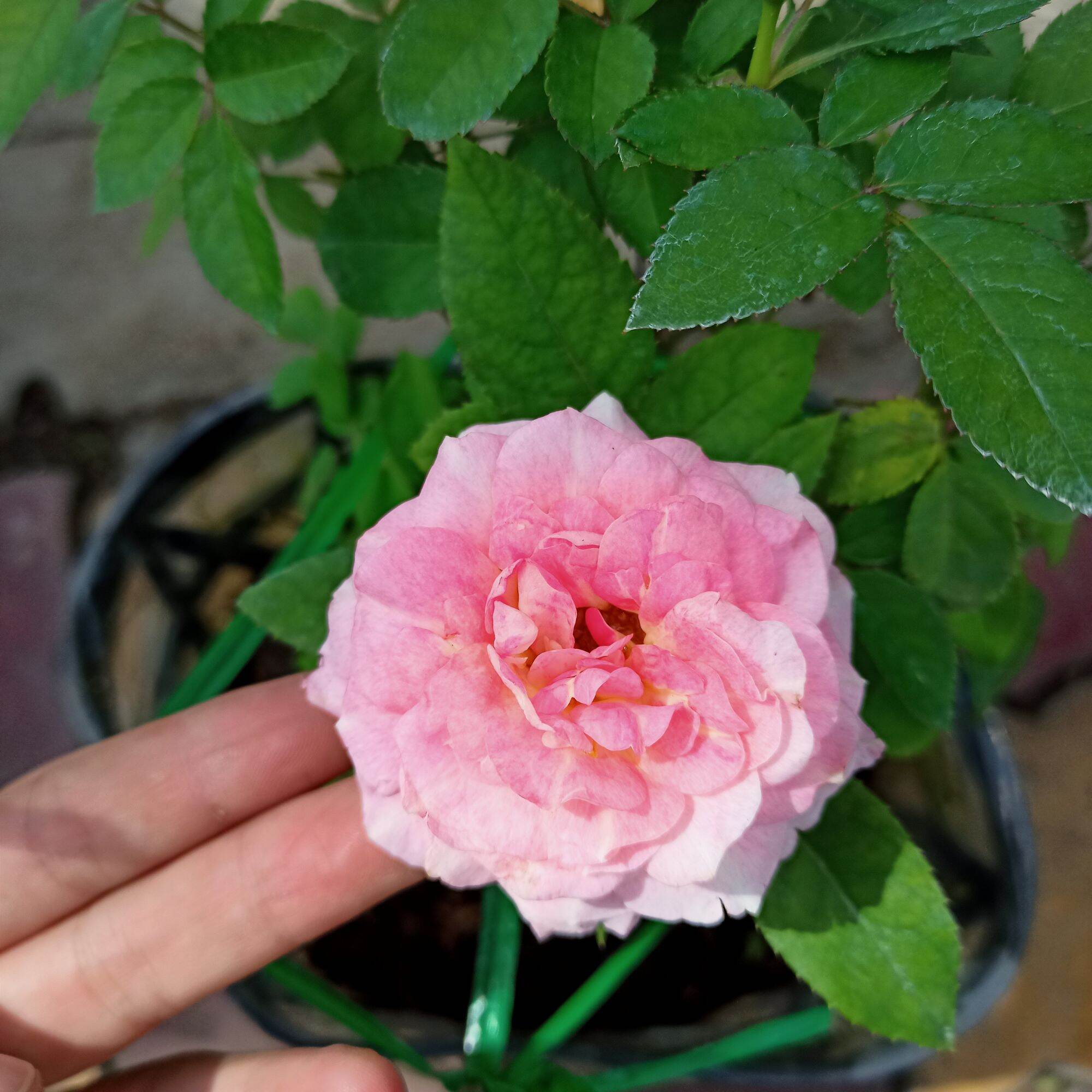 Chậu cây hoa hồng tezza hồng siêu nụ