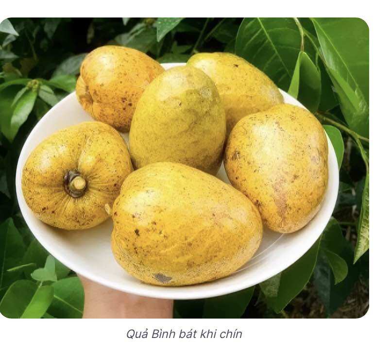Cây bình bát