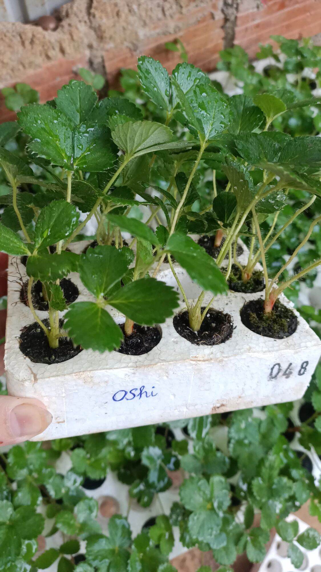 Dâu tây Nhât OSHI ( combo 10 cây MÔ VỈ )