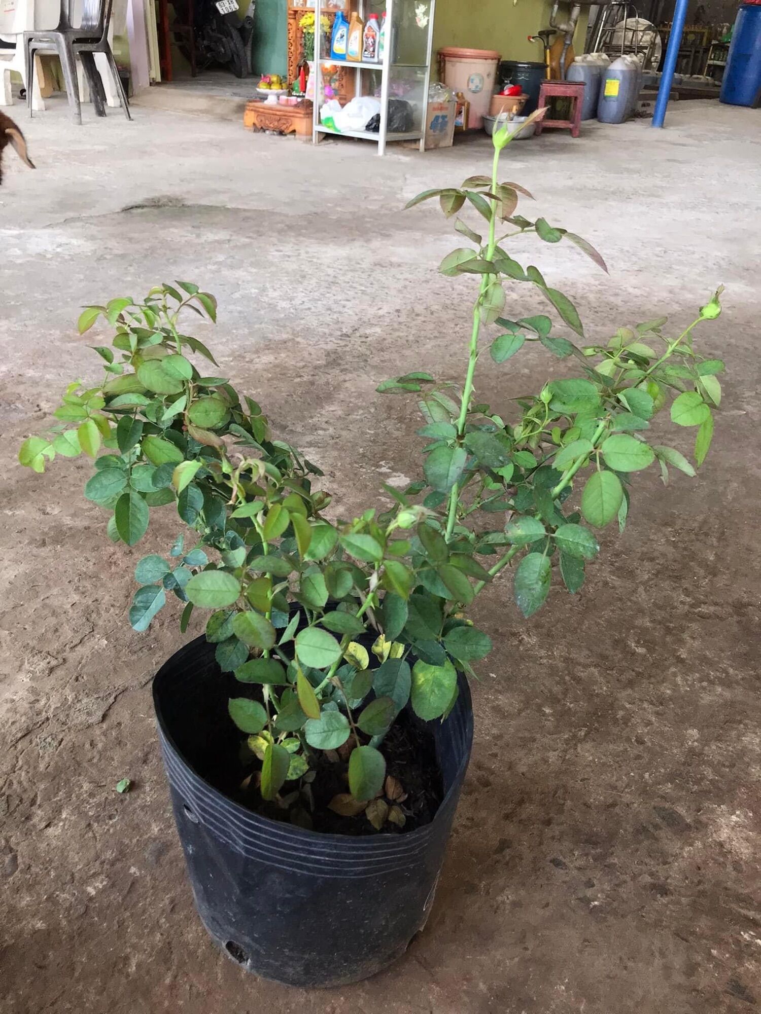 Hoa hồng Shell Rose vàng - hồng bụi, lâu tàn