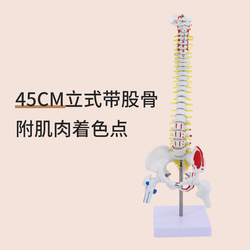 45 85cm mô hình cột sống cơ thể người mô hình xương sống thực hành xương sống y học mô hình xương sống cột sống thắt lưng cổ