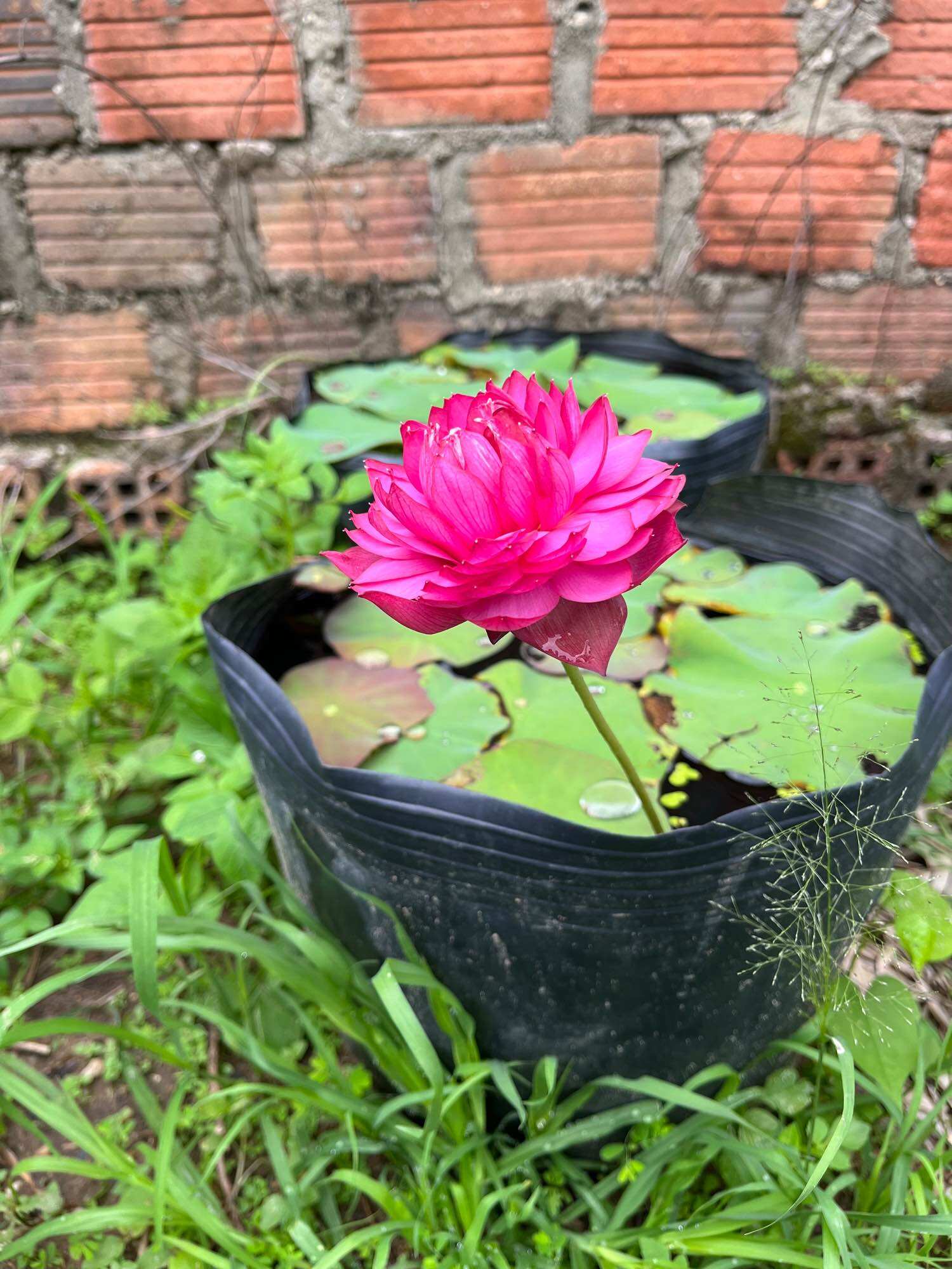 giống sen đỏ chery
