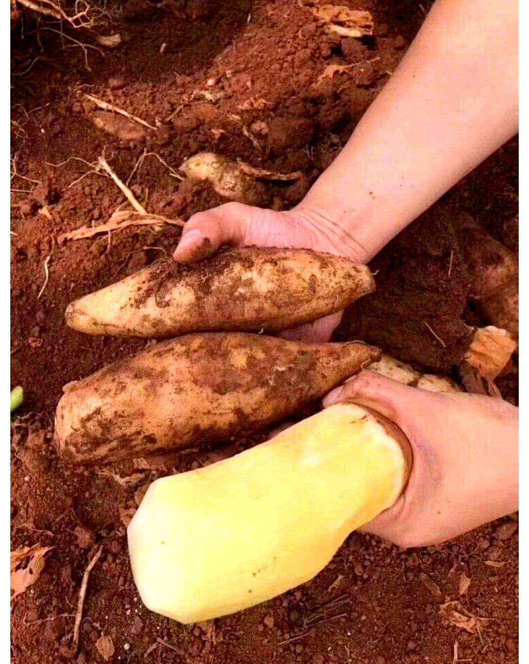 1 Củ KHOAI SÂM ĐẤT LÀO CAI giòn ngọt