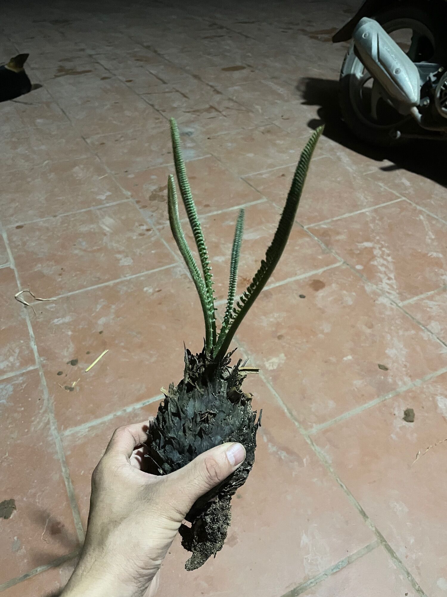 Vạn tuế trồng kiểng ( củ giống)