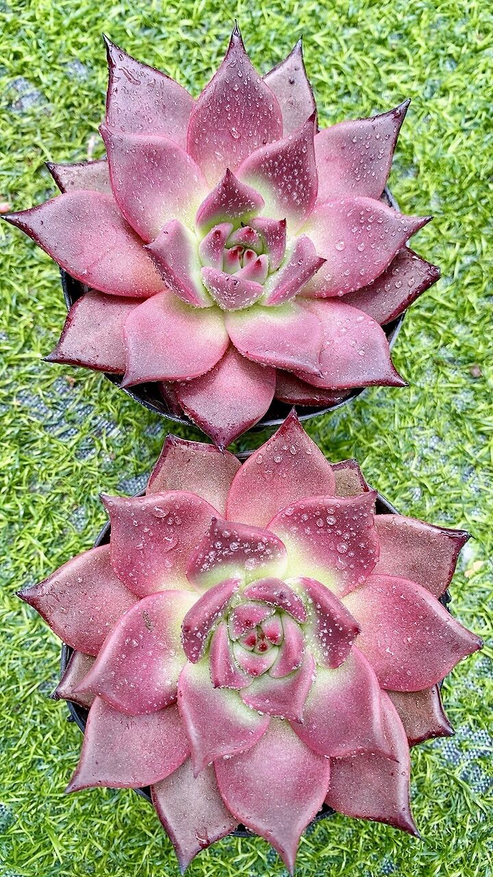 Sen đá đế Hồng sz 10cm