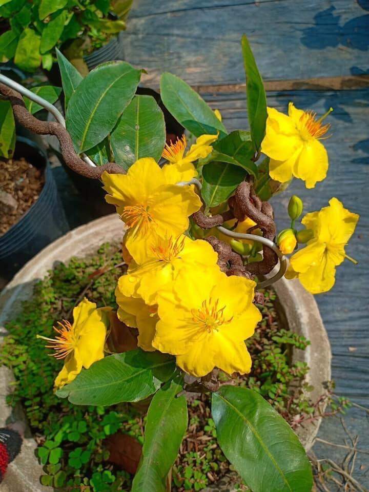 Cây Hoa mai tự quắn_cây ghép chuẩn