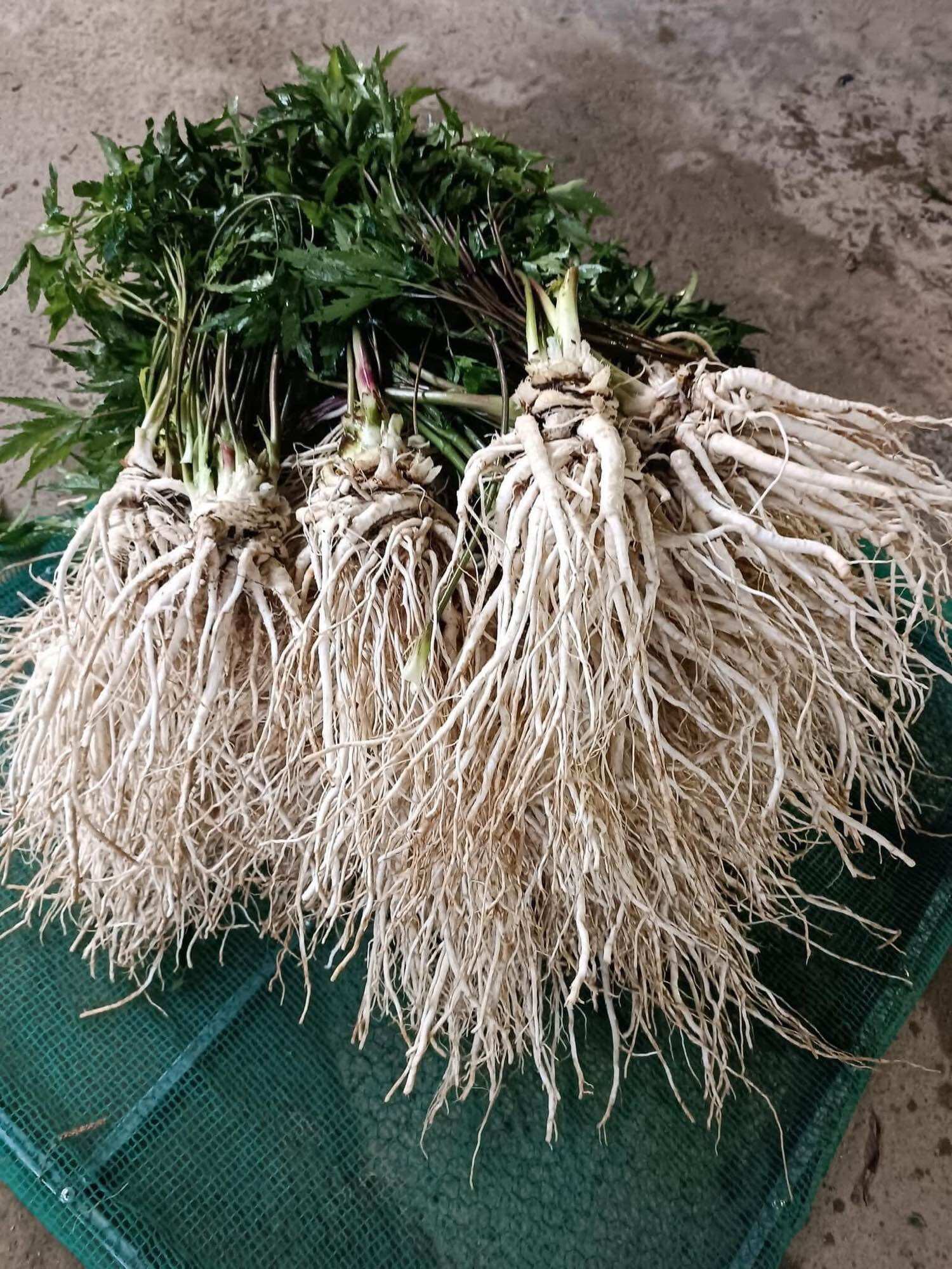 Sâm đương quy tươi Sìn Hồ 85k/kg