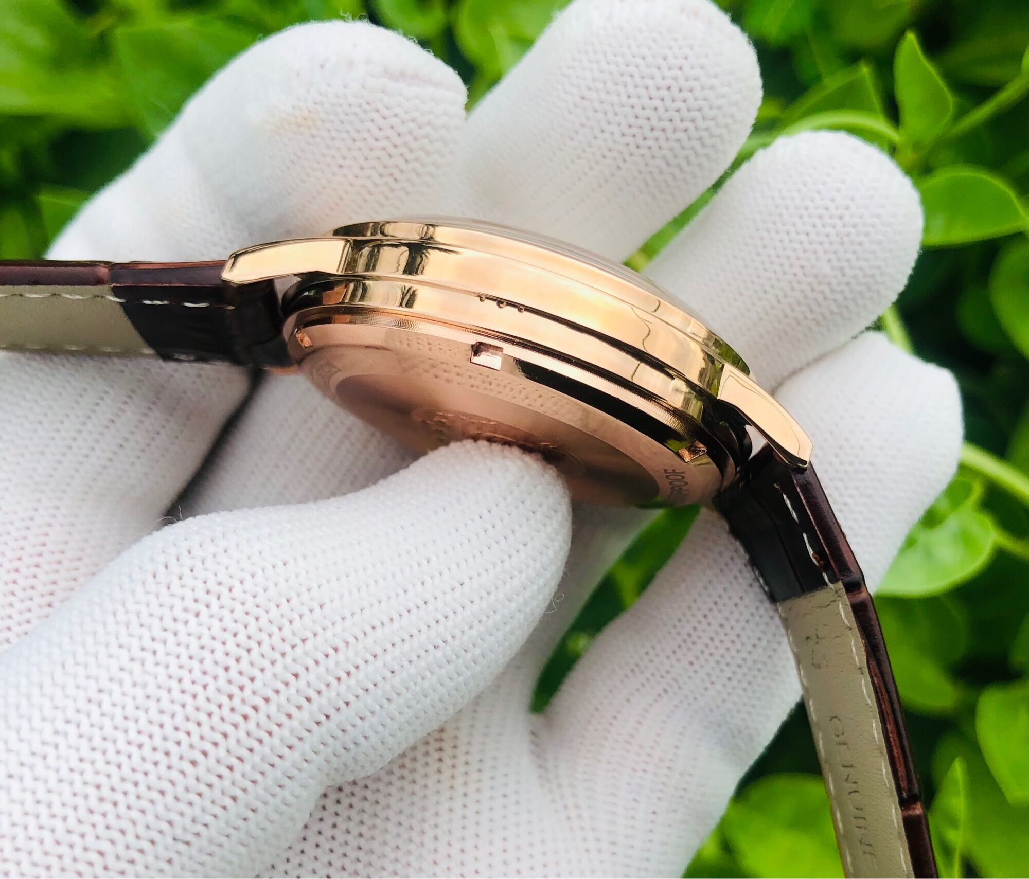 Omega Contelesion