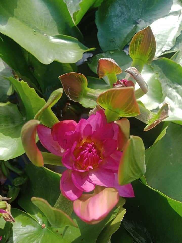 Cây súng đài hồng