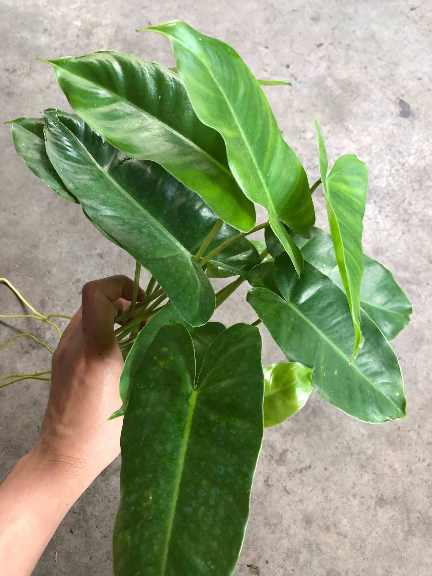 Cây thiên môn/Philodendron burle marx