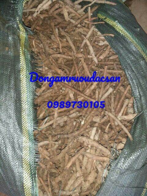 Sâm cau đen- tiên mao khô