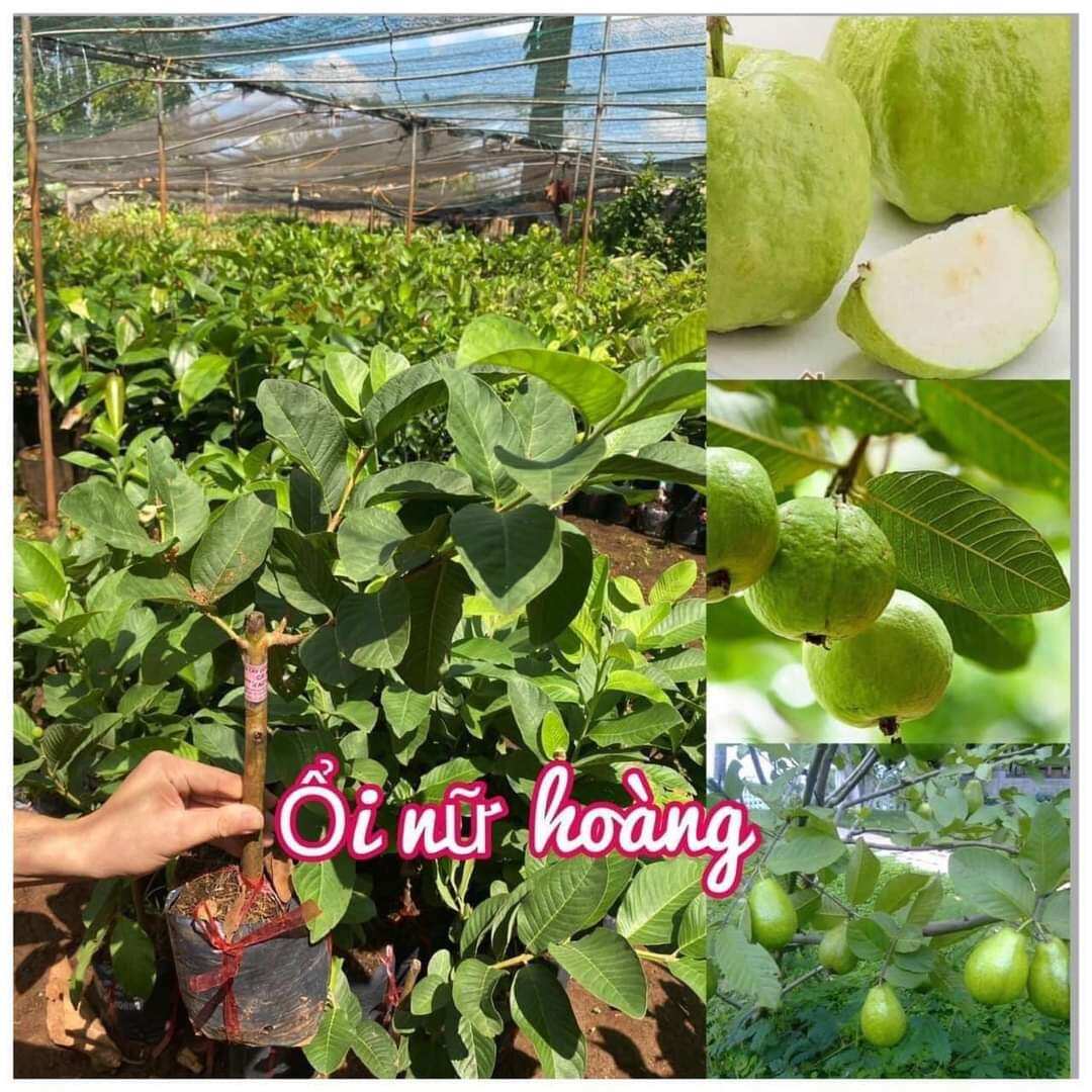 Cây giống ổi nữ hoàng cho trái sau 5 tháng