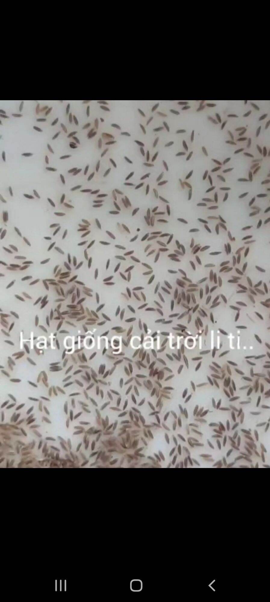 300 Hạt Giống rau cải trời