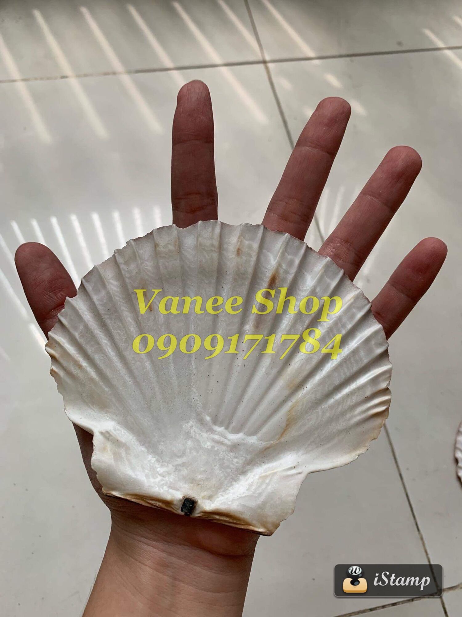 Vỏ điệp nâu đại