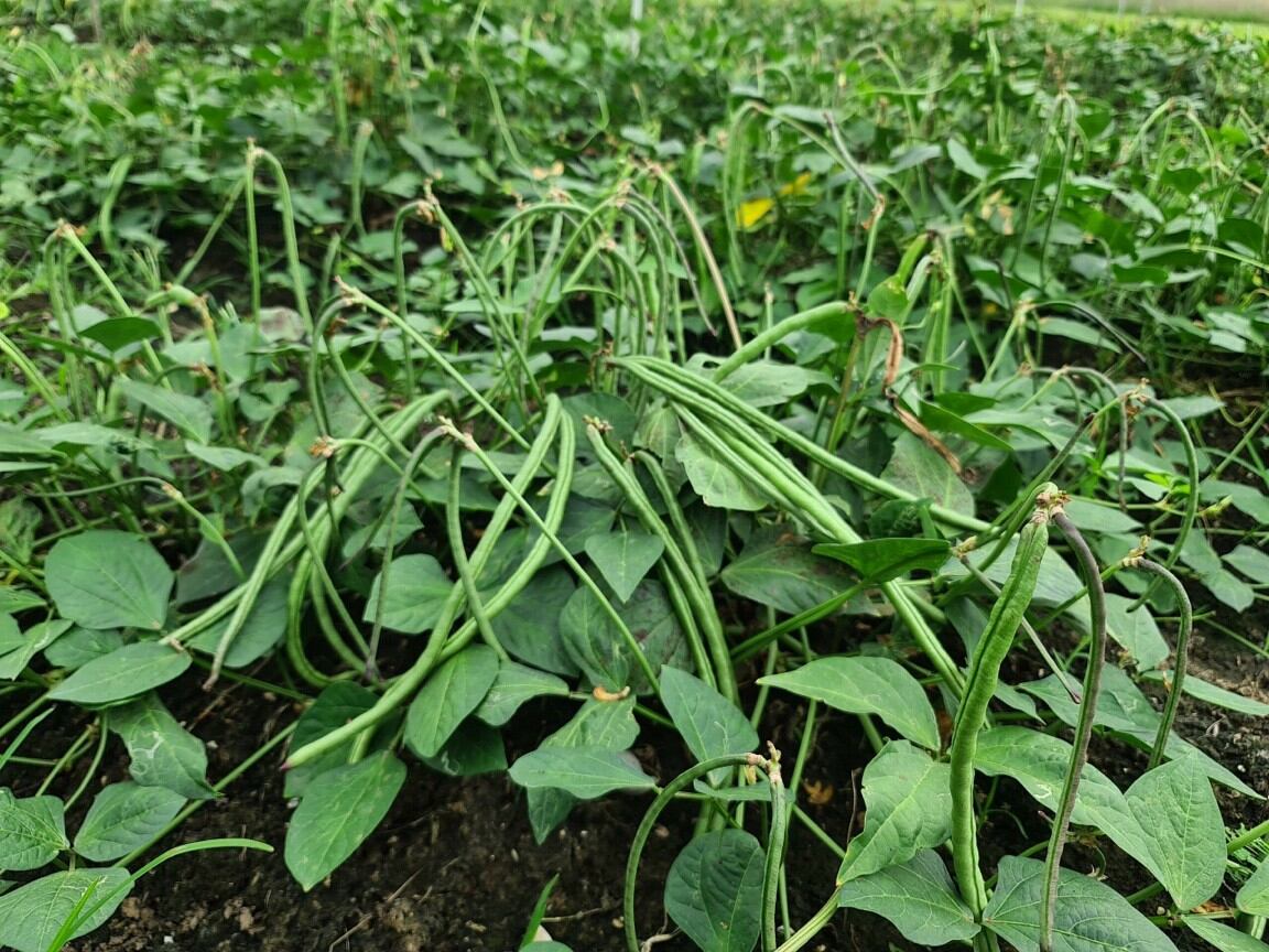 50gr Hạt giống đậu đũa bụi