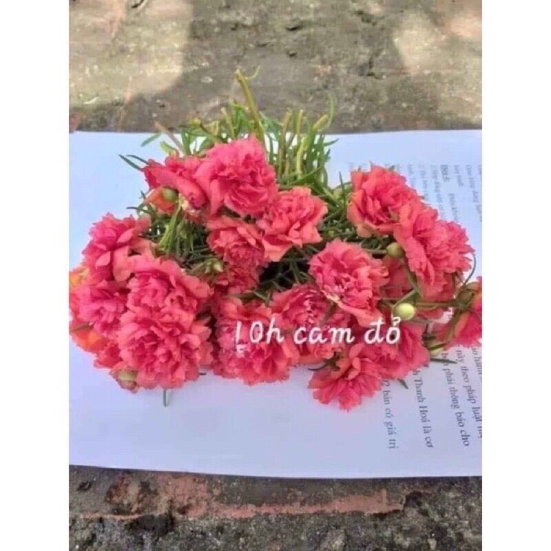 hoa 10h thái bốn màu 1 bó 20 cành