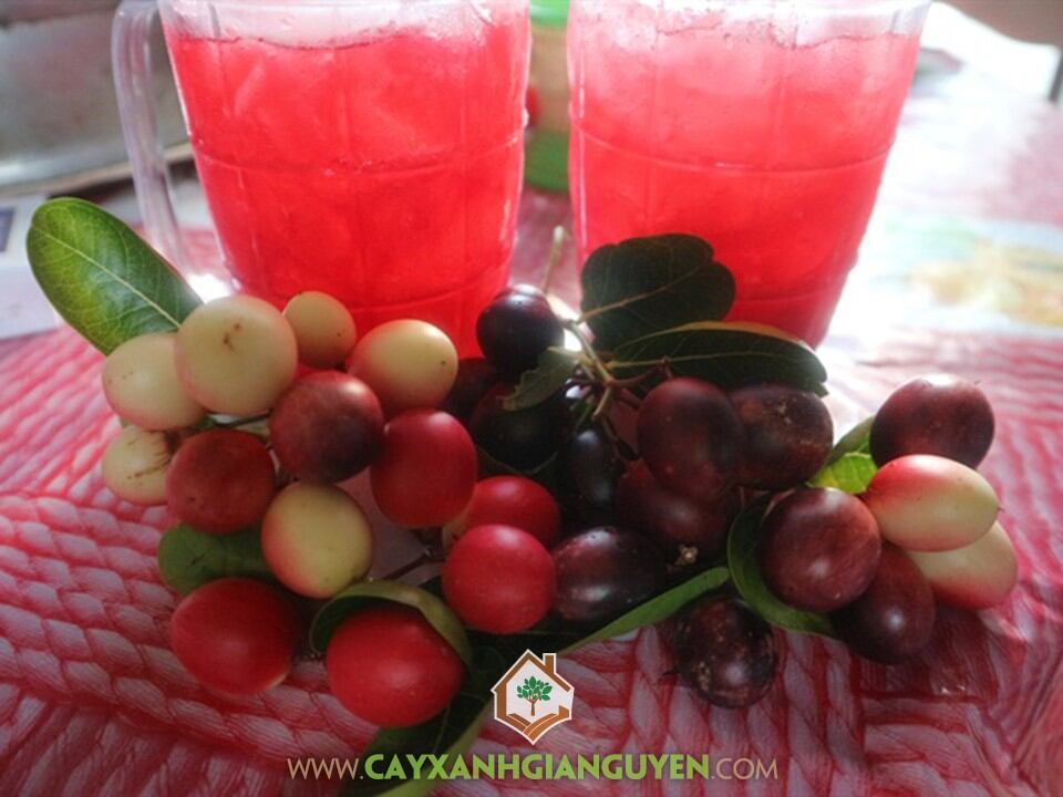 cây si rô