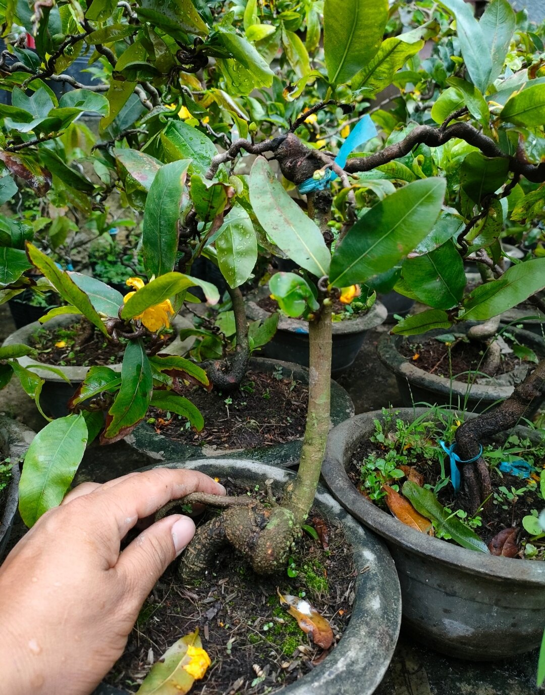 cây mai vàng tự xoắn