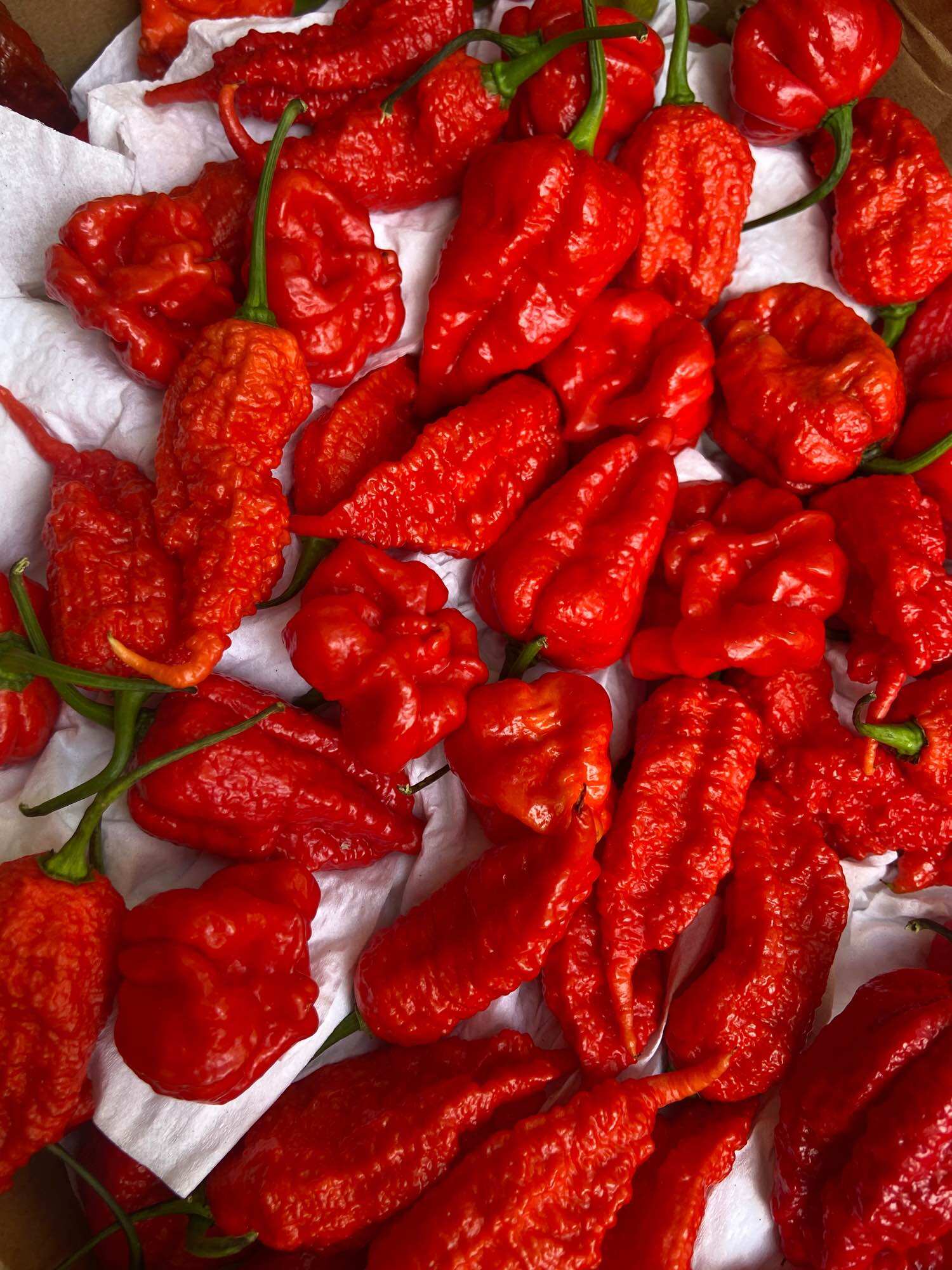 Hạt giống ớt carolina reaper (ớt cay nhất thế giới)