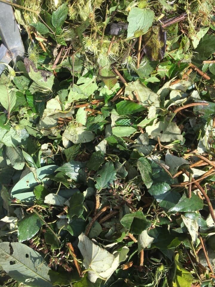 Lá tắm sau sinh dân tộc Dao đỏ Sapa 800g