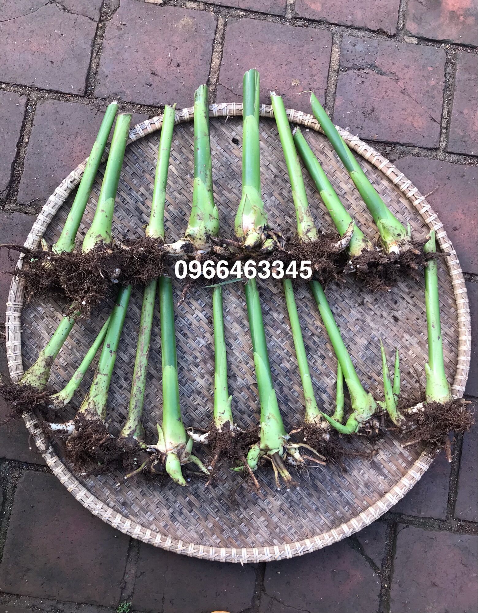 Củ giống Sen Cạn- Sen Đa Lộc- Cây Ngọn Đuốc (5 màu)