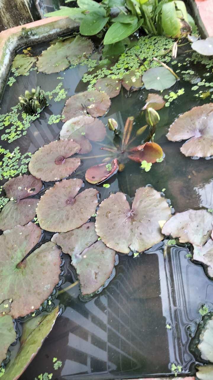 Cây hoa súng mỹ vàng
