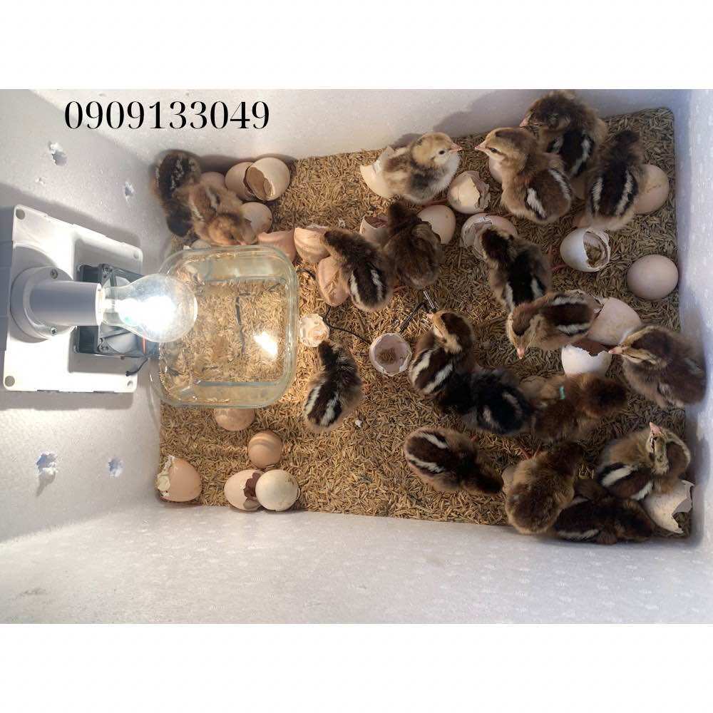 Máy ấp trứng thông minh tự chế ( giá sỉ) Bảo hành 2 năm