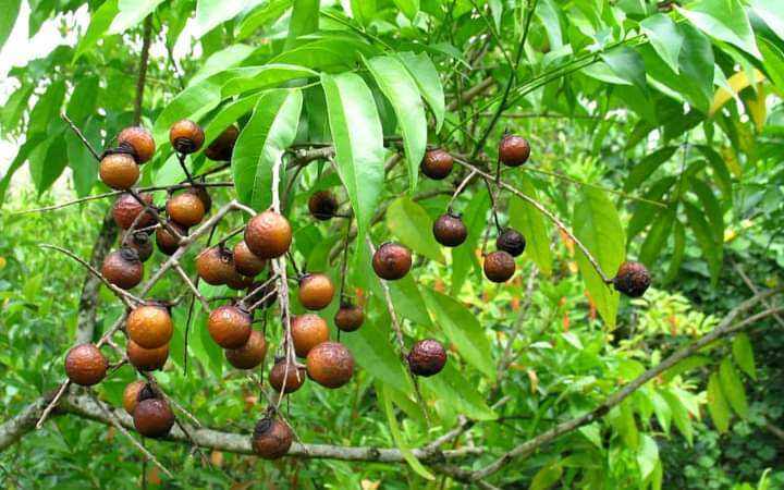 1kg Quả bồ hòn Nguyên hạt vụ mới