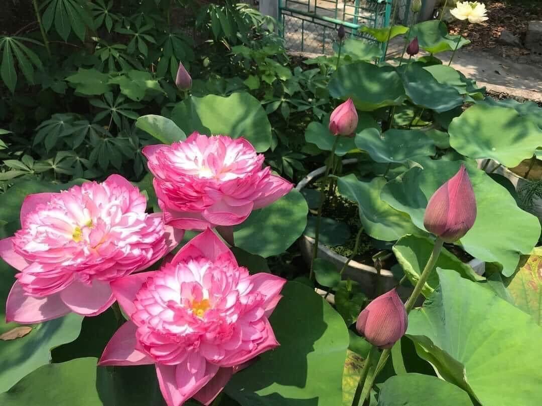 hạt giống sen thái nghìn cánh(10 hạt)