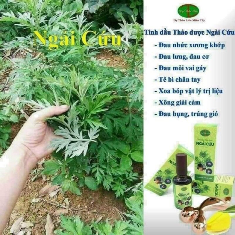 Tinh dầu ngải cứu Dạ Thảo Liên
