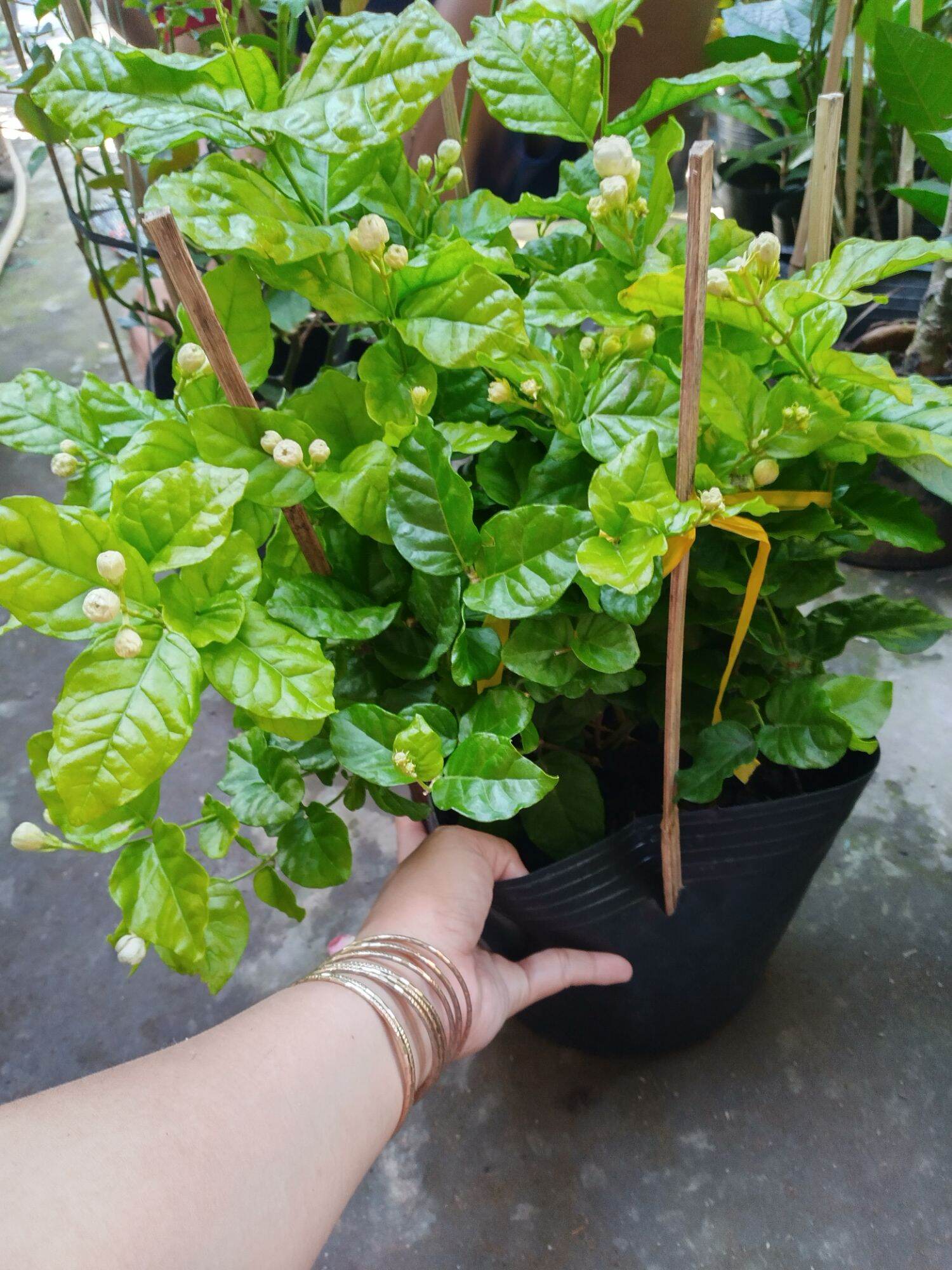 Chậu Lài ta, lài thơm ướp trà