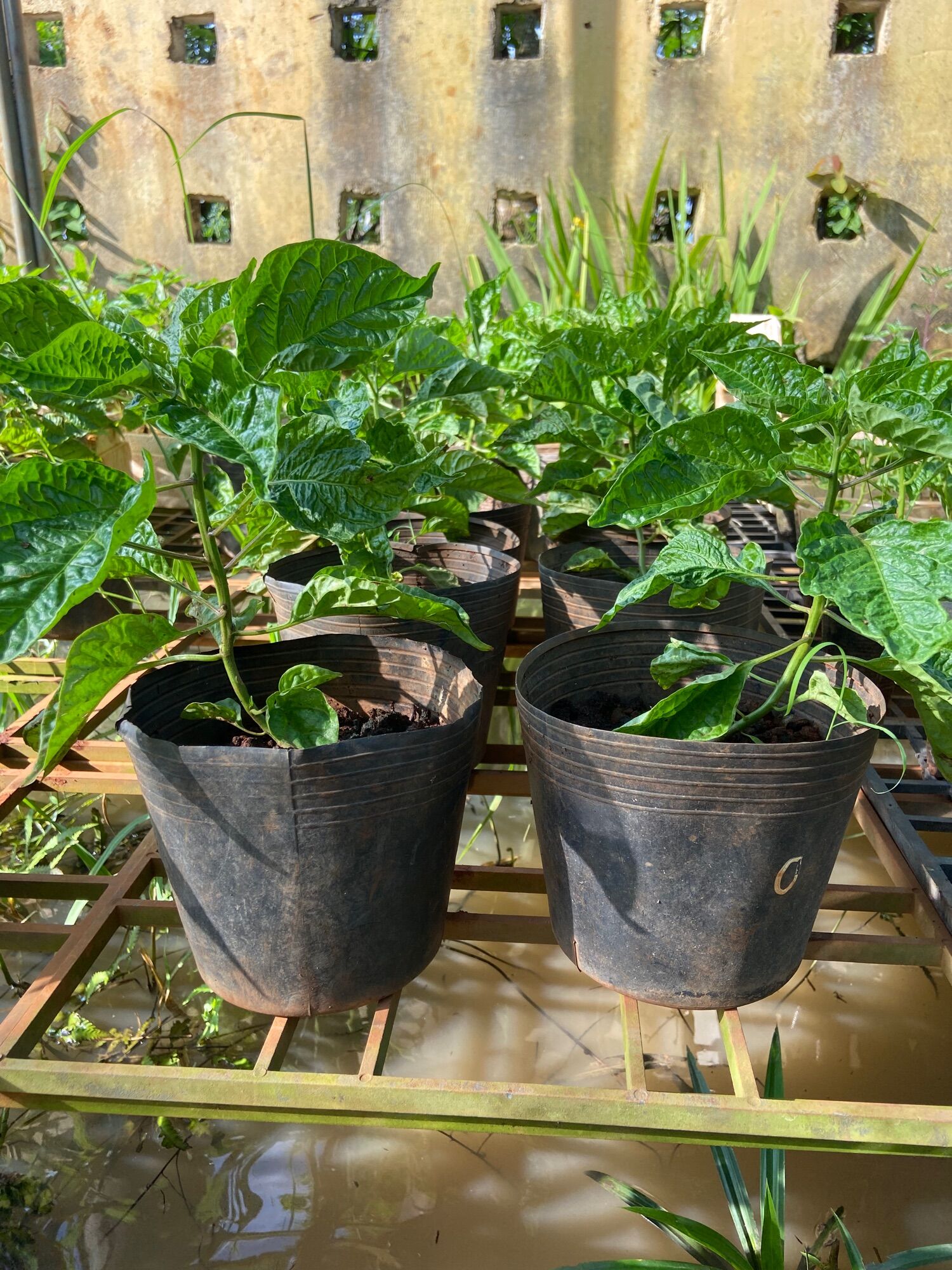 Cây Carolina reaper red, ớt cay nhất thế giới ( cây cao 20-25cm)