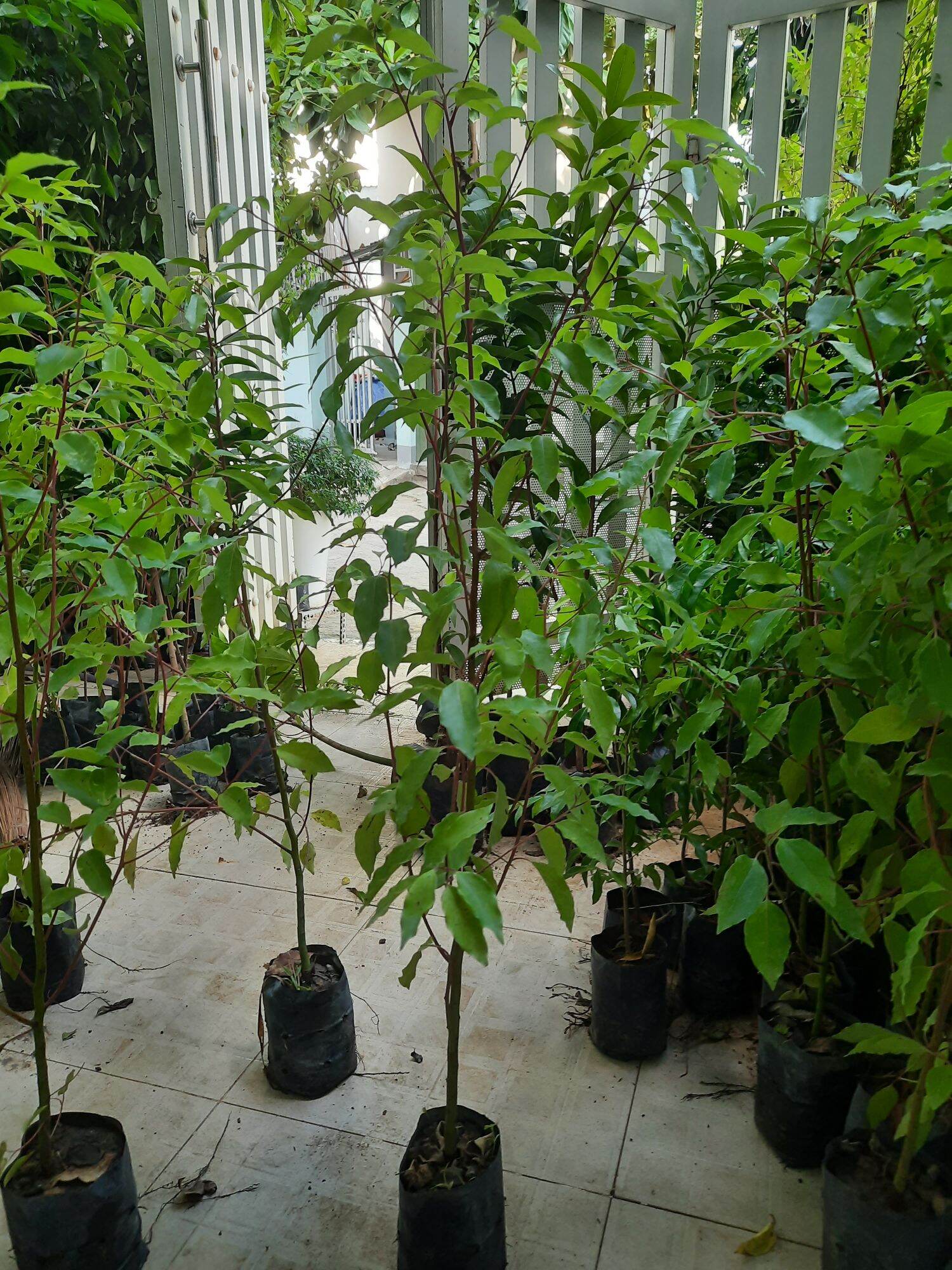Cây long não, chiều cao 80cm