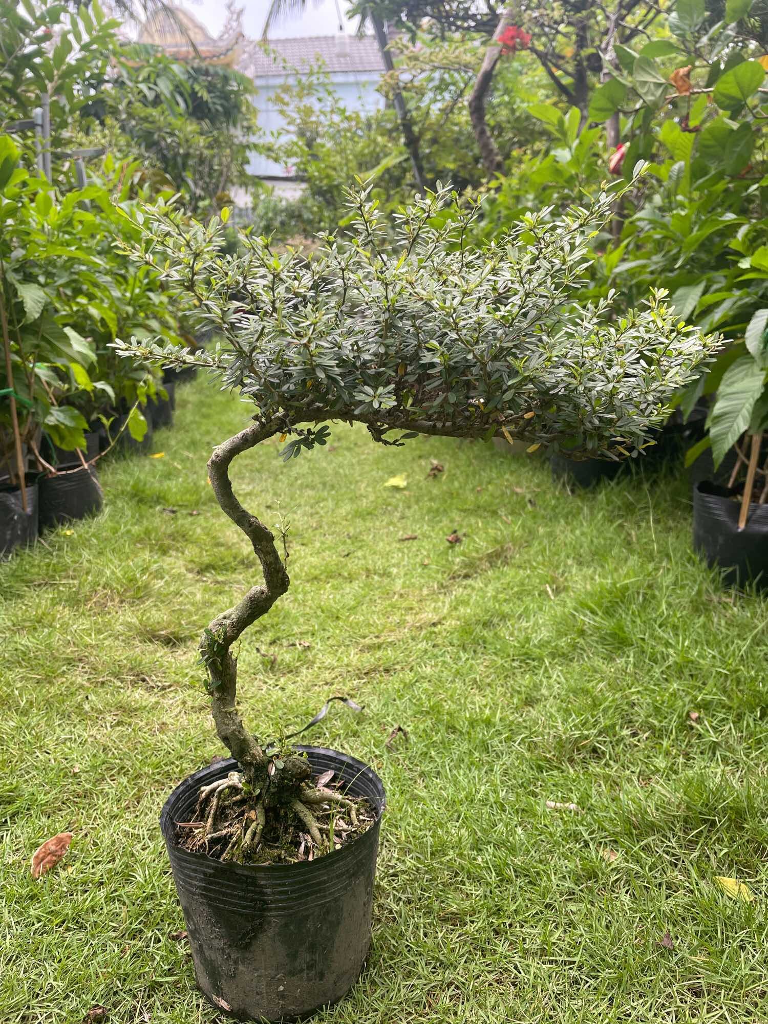 Linh sam 86 bonsai gốc quái