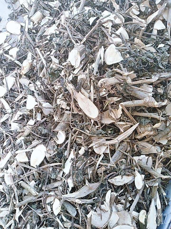 Cây Mạch Lạc Đuôi Chuột Giống 10cây