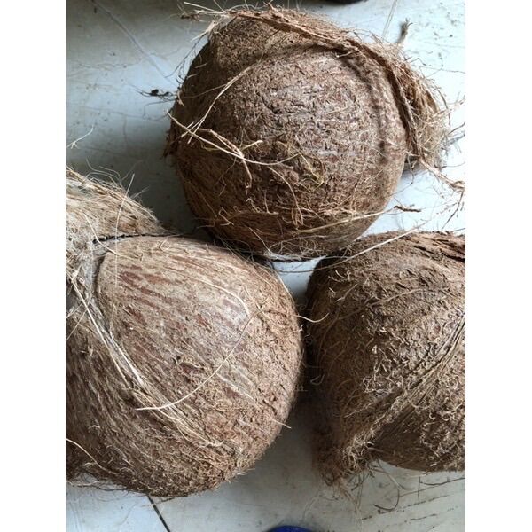 Quả dừa già, khô ngon cùi dày nhiều nước