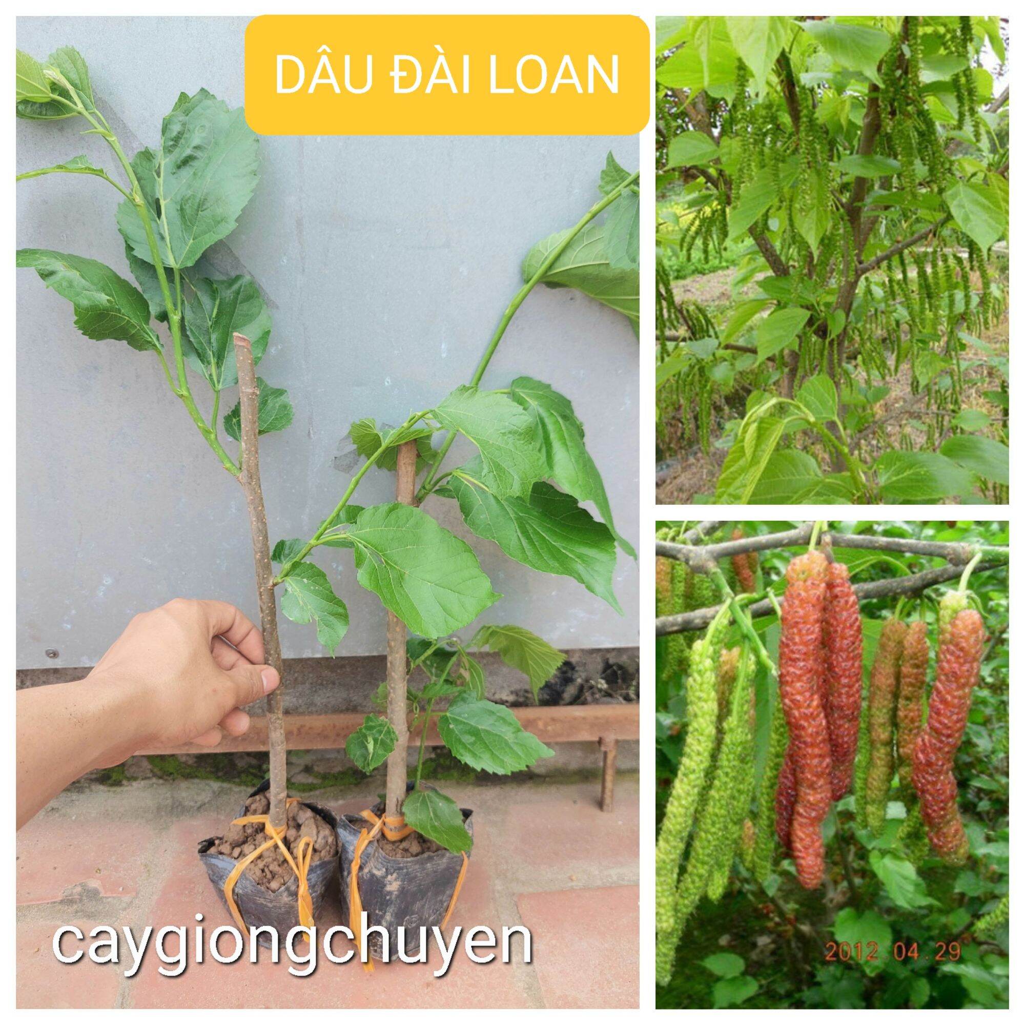 Cây dâu đài loan quả dài