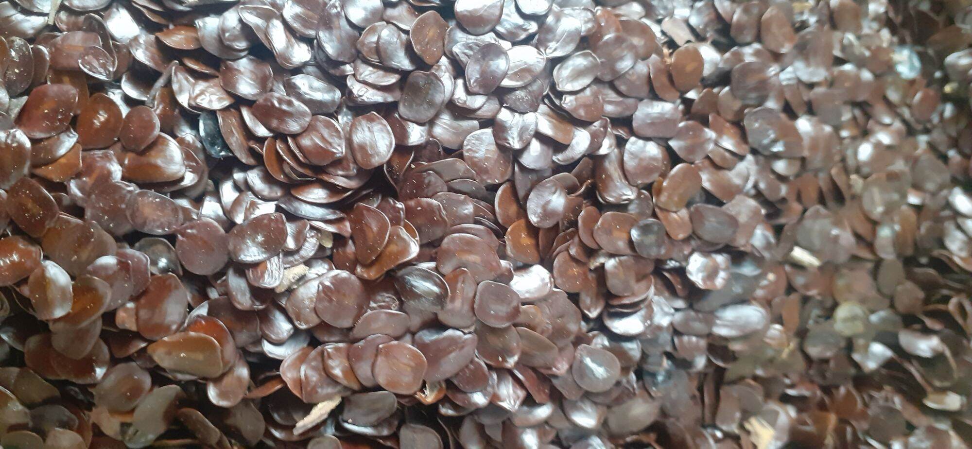 1kg hạt muồng đen giống