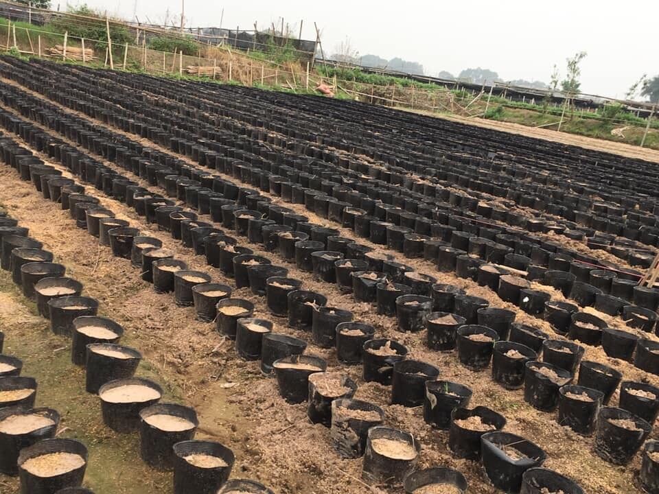 1kg bầu ươm cây 23.18(80 cái/kg