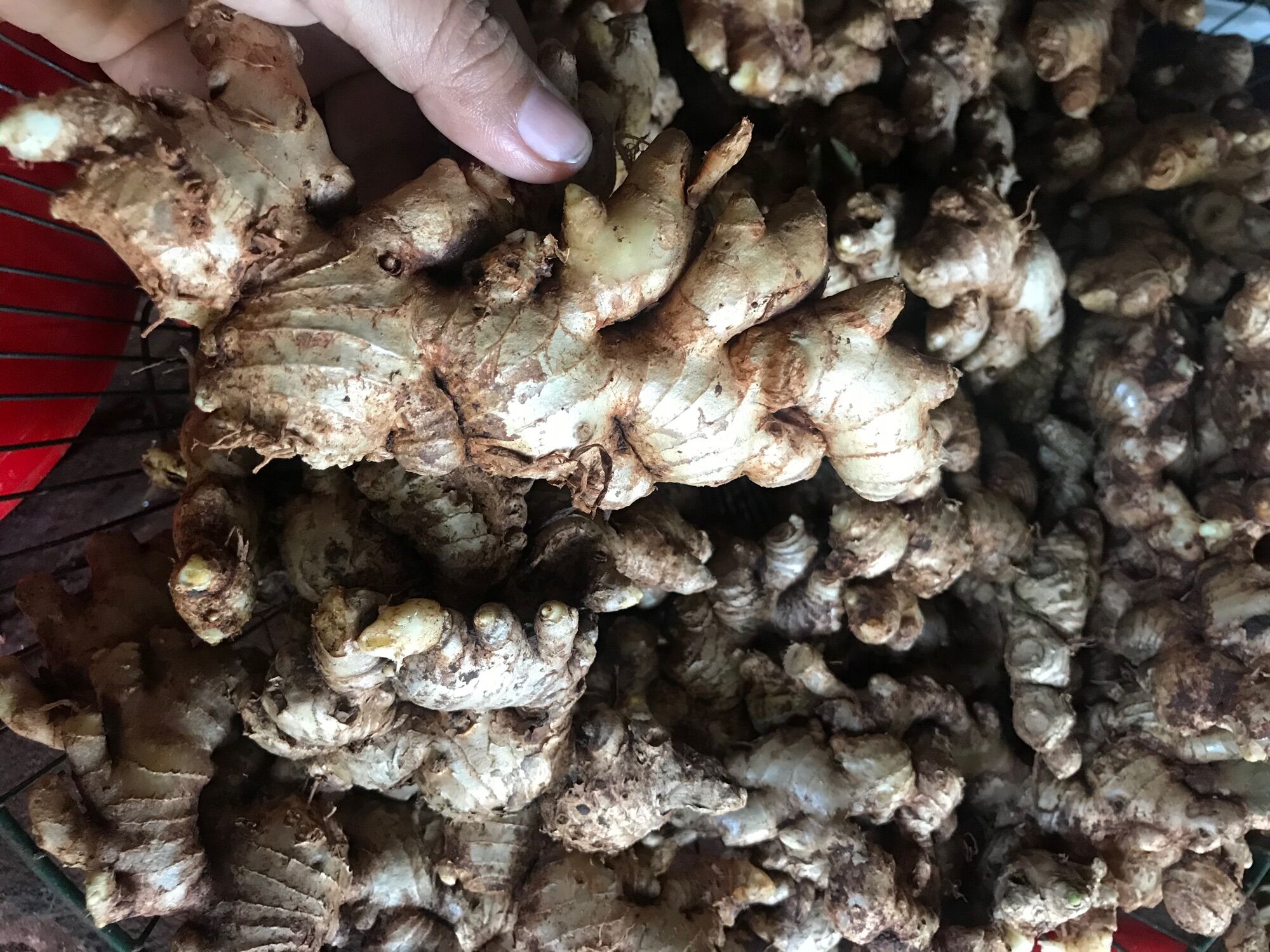 100g gừng tươi