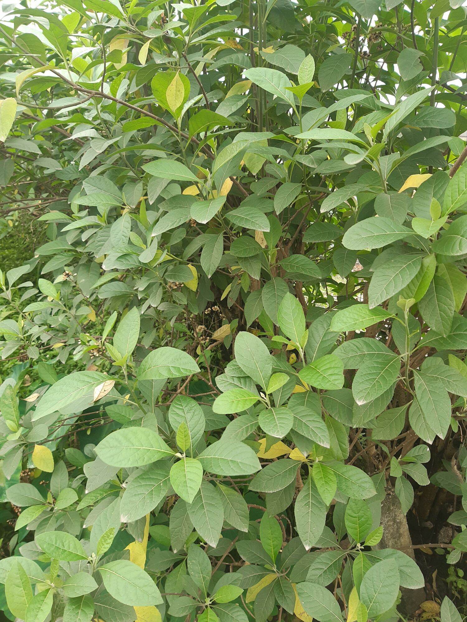 1kg lá mật gấu tươi(lá đắng)chữa b ệnh