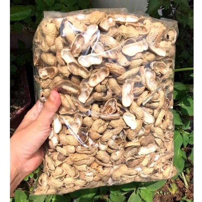 Vỏ đậu phộng trồng cây - giá thể trồng cây
