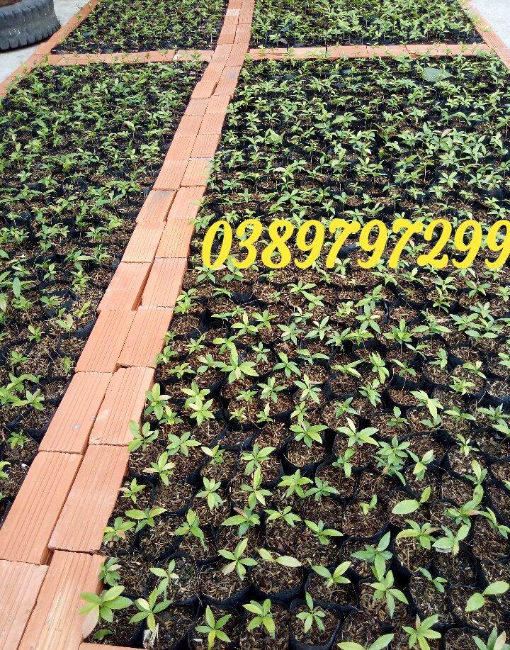 100 cây mai con-mai vàng Bình Lợi-giảo thủ đức