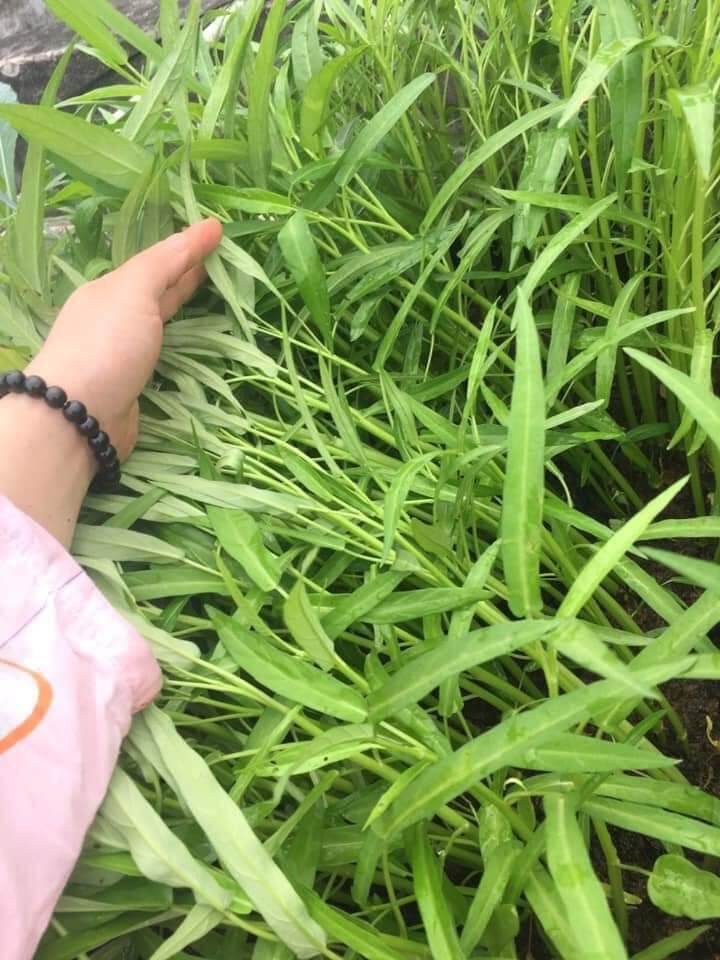 100g Rau muống lá tre