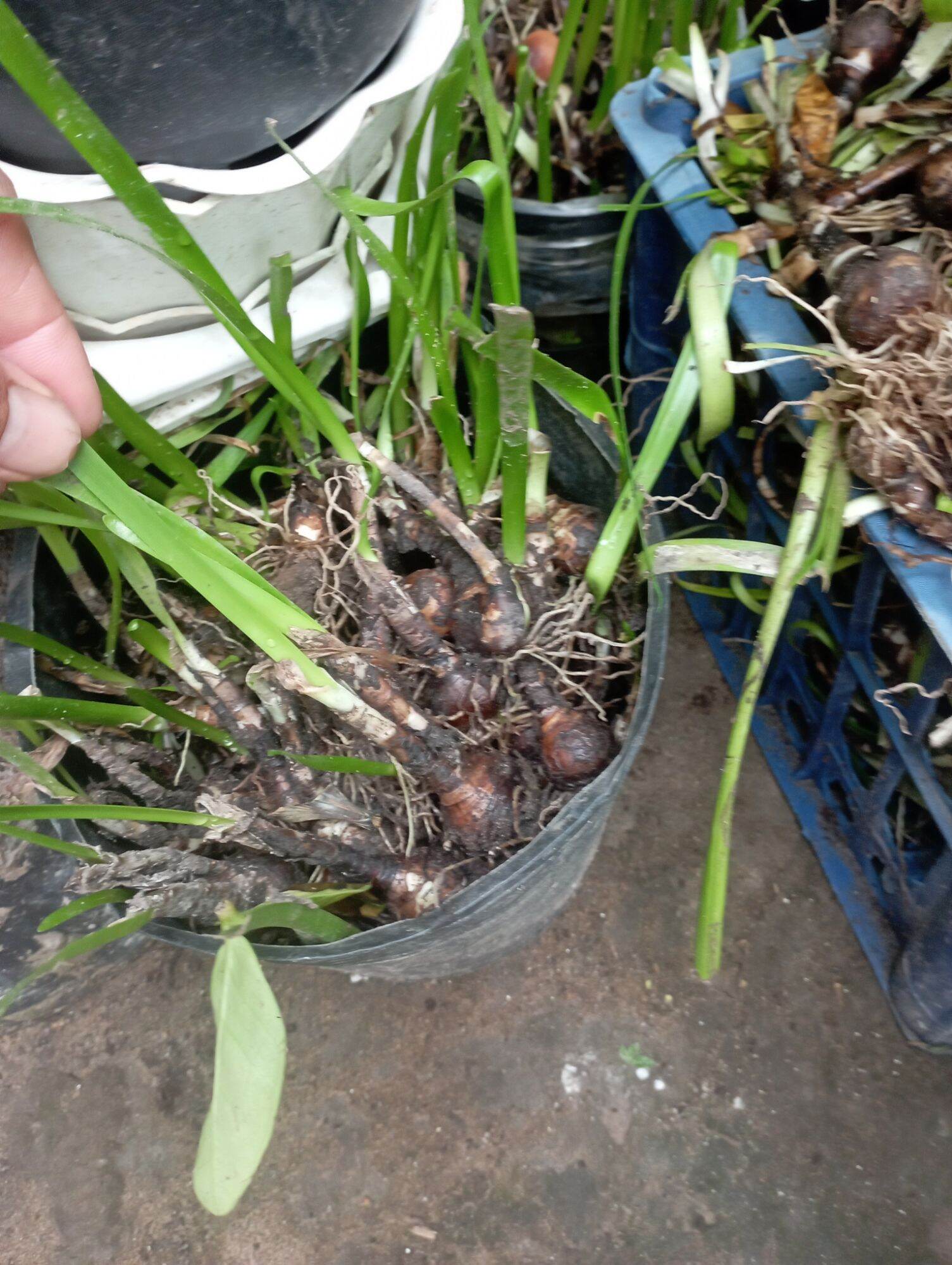 10 củ huệ mưa to như hình