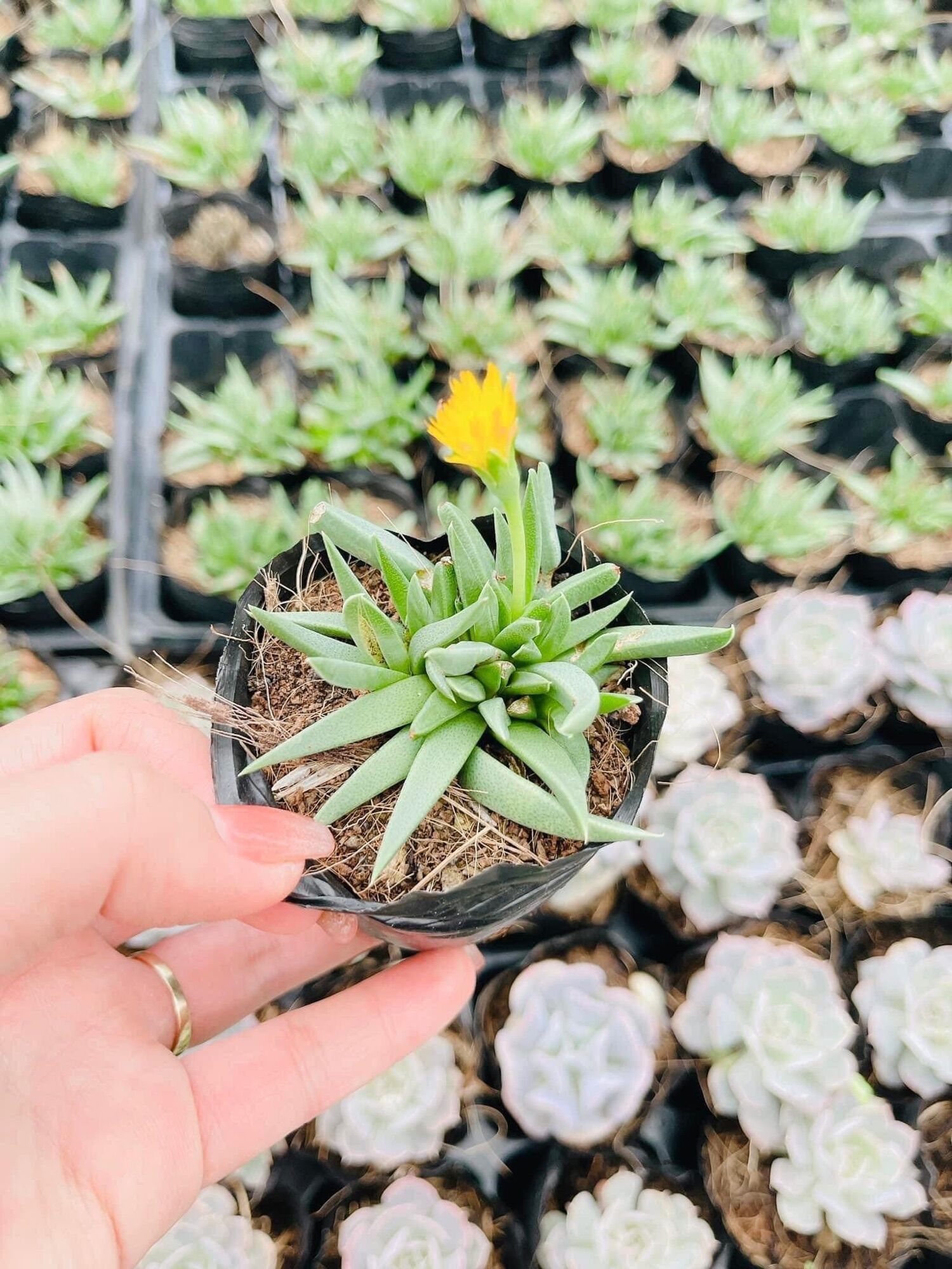 Sen đá cỏ ngọc cute size bầu