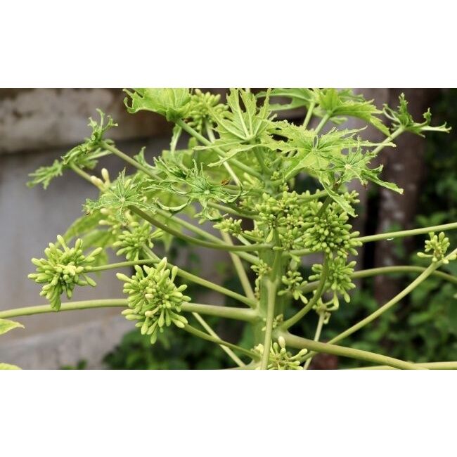 cây giống hoa đu đủ đực